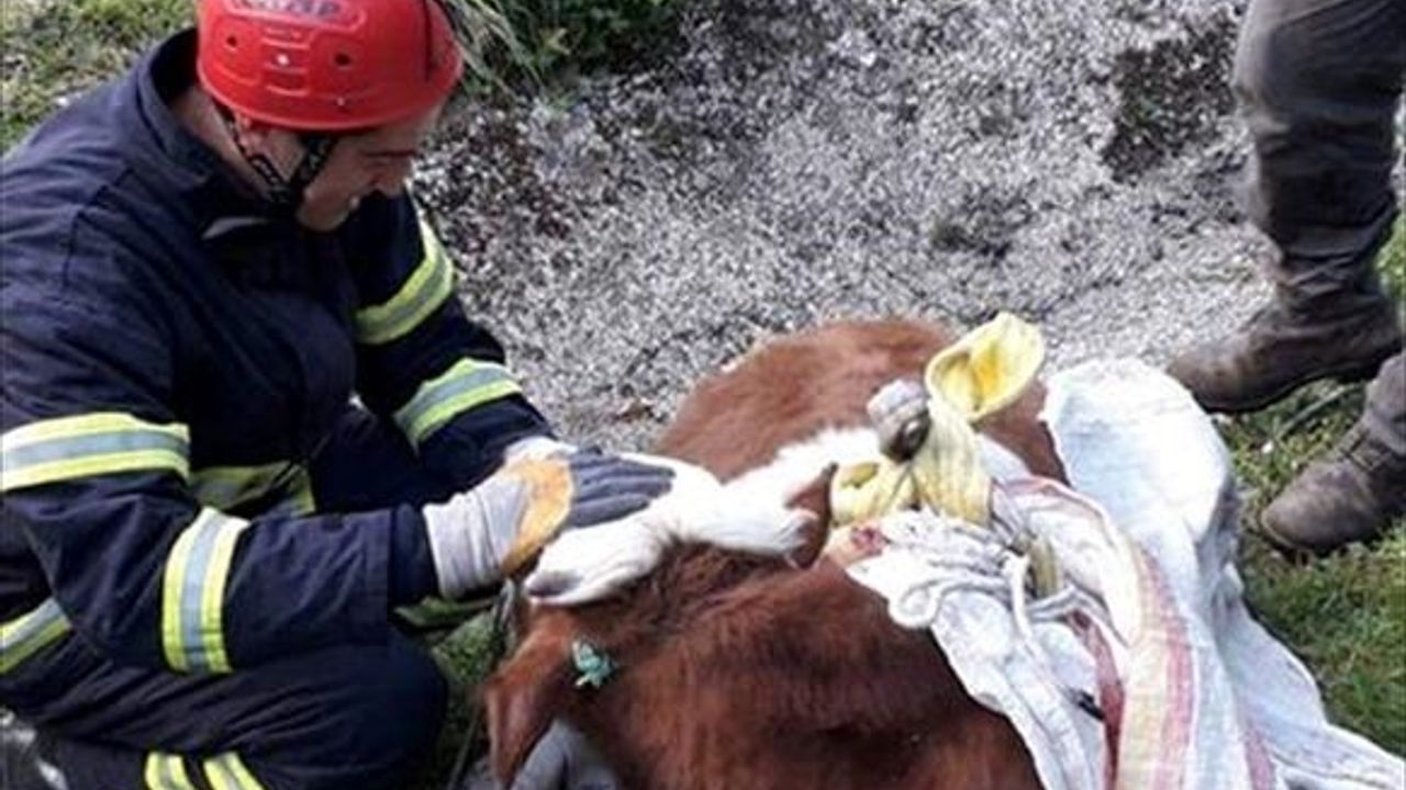 Ordu'da dere yatağına düşen ineği itfaiye kurtardı