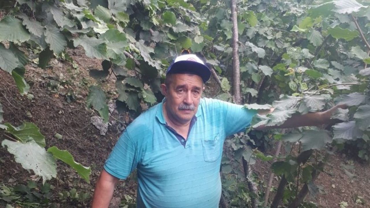 Ordu'da Yerli fındık işçisinin günlük yevmiyesi 350 TL