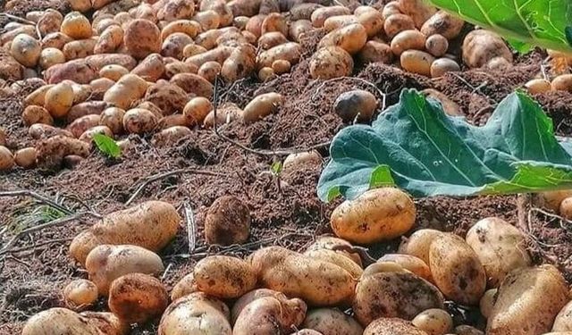 Ordu'da Korgan beyaz patatesi tescillendi