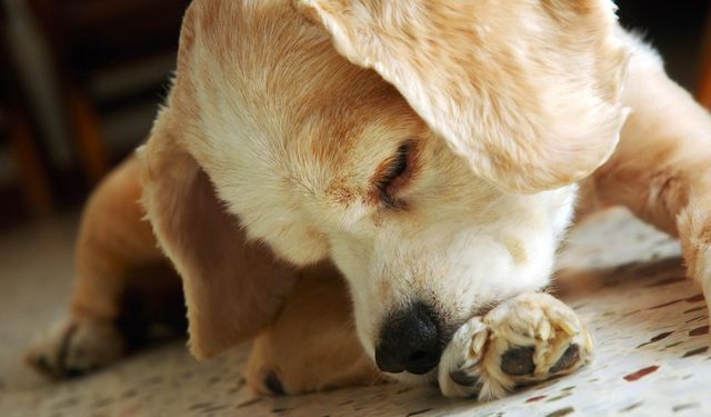 Ordu'da 1 kişi köpeğin zincirini kesti cezayı yedi!