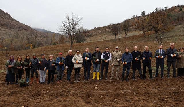 ORDU’DA LAVANTA YETİŞTİRİCİLİĞİ BAŞLADI.